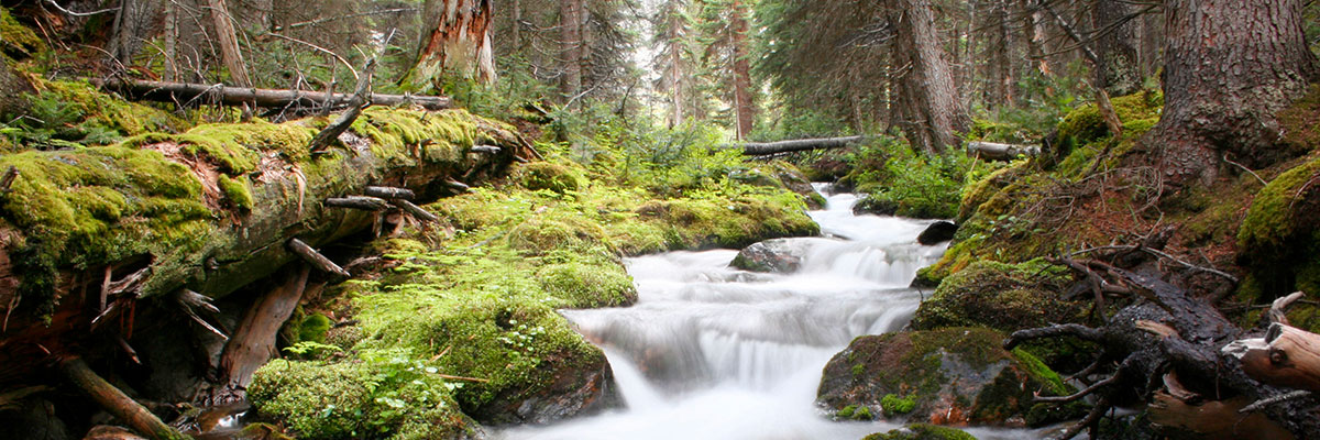 Forests are Key to Fresh Water