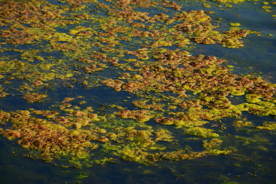 ISU Plans Center To Address 'Real World' Problems Of Clean Water