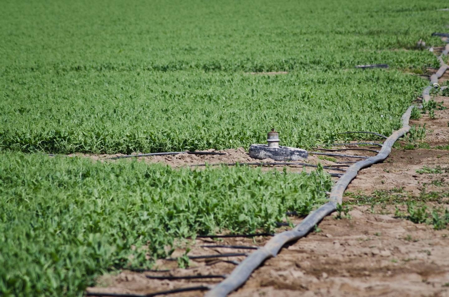 Leaf sensors can tell farmers when crops need to be watered