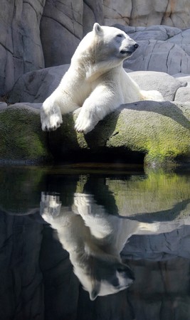 Hamburg Wasser Keeping Polar Bears Cool